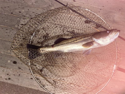 三崎港シーバス