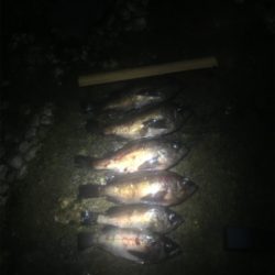 メバル鉄板ポイントに