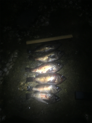 メバル鉄板ポイントに