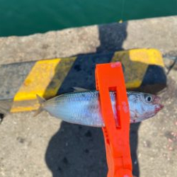 イワシ復活しました!