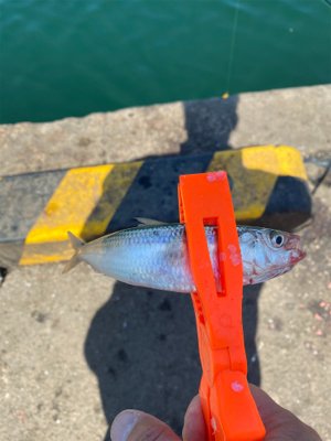 イワシ復活しました！