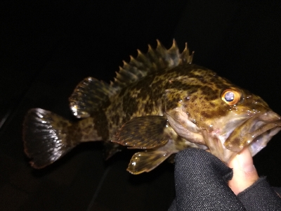 少し渋めのライトゲーム