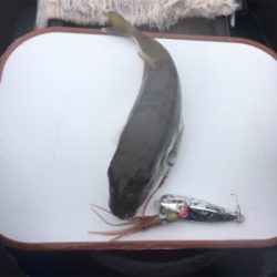 県南でカヤックフィッシング！