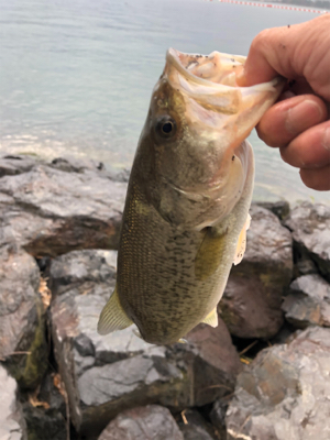 初バス釣行