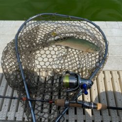 服部緑地　トラウト　