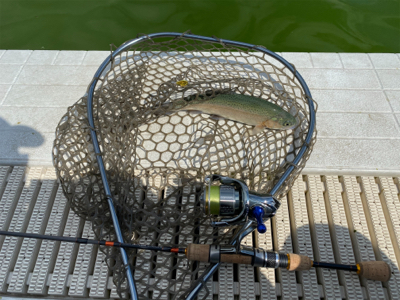 服部緑地　トラウト　