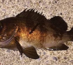 メバリング1900〜1935 2100〜2150