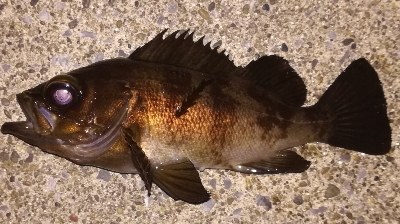 メバリング1900〜1935 2100〜2…