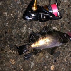 ジェリーサーディンパターン⁉️