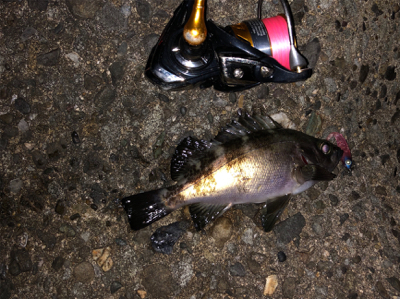 ジェリーサーディンパターン⁉…