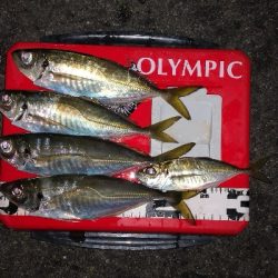 アジング 練習 127