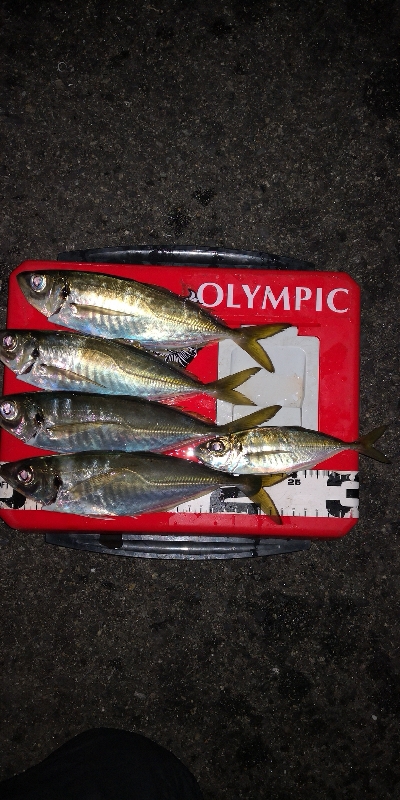 アジング 練習 127