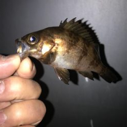 メバル、ガシラ