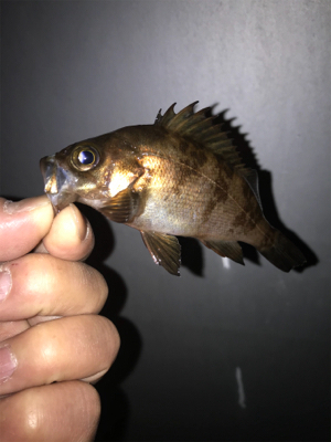 メバル、ガシラ