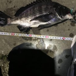 シーバスの予定がチニング？