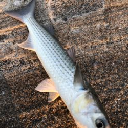 とあるショアジギのBORA