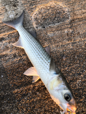 とあるショアジギのBORA