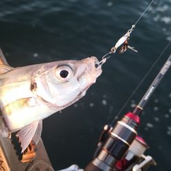 アジング 練習 128