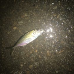 今日も周りばいっぱいアジが釣れてました!