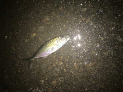 今日も周りばいっぱいアジが釣れてました！