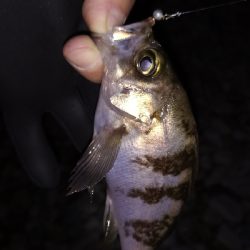 ナイトメバリング