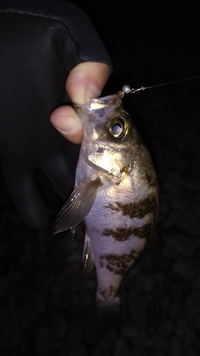 ナイトメバリング