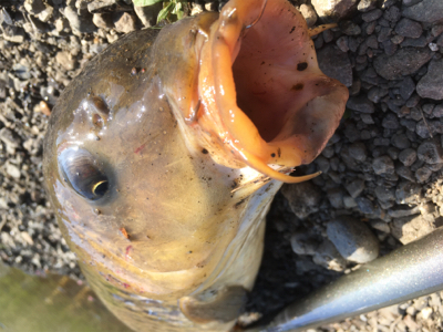 春の鯉釣り　carp fishing