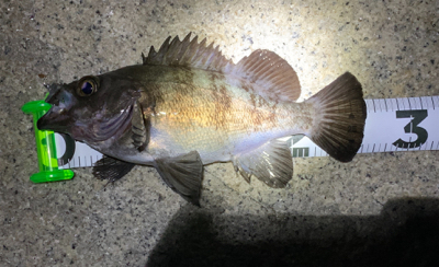 尺まであと一歩！