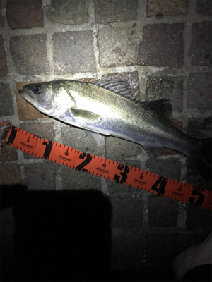 シーバス釣行！