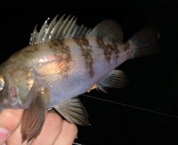 大潮は調子悪い？