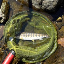 葛川アマゴ釣行