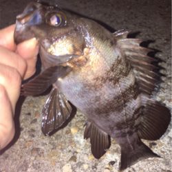 メバル絶好調！