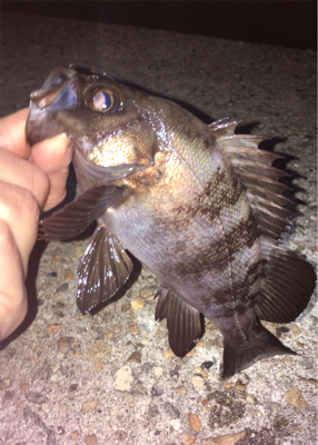 メバル絶好調！