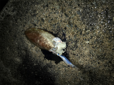 初、春エギング