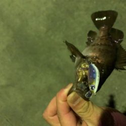 メバリング中のハプニング