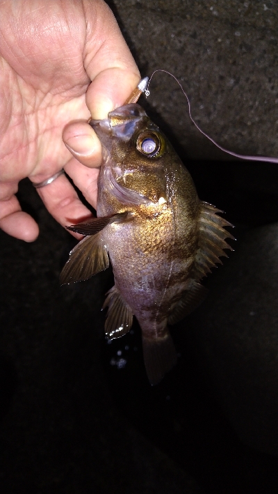 ナイトメバリング