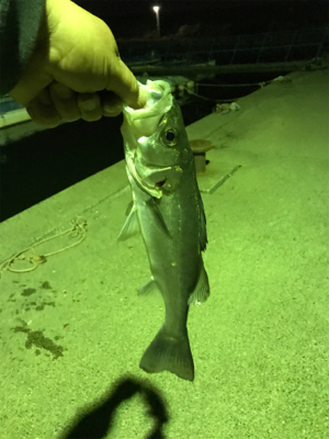 アジングのつもりで