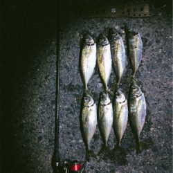 朝まずめ短時間アジング