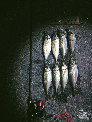 朝まずめ短時間アジング