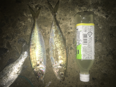 大漁！楽しい1日