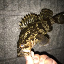 タケノコ、ガシラ、メバル