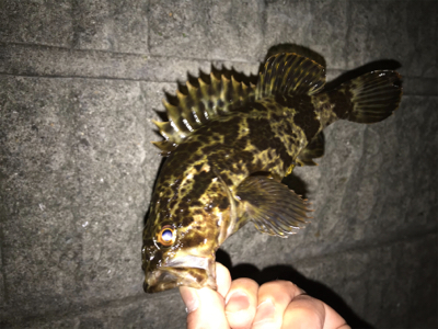 タケノコ、ガシラ、メバル