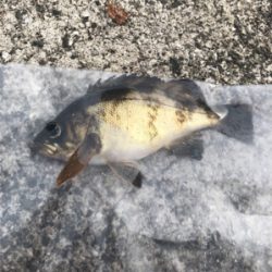 穏やかな春の陽射し