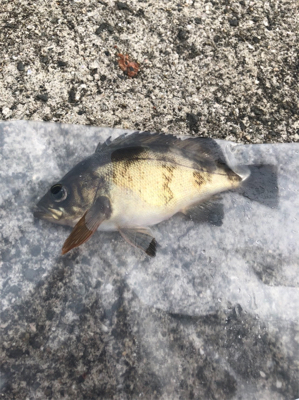 穏やかな春の陽射し