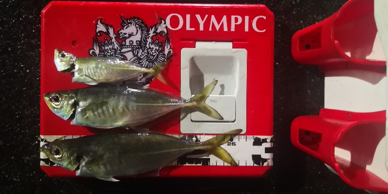 アジング 練習 129