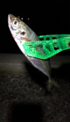 久しぶりの持ち帰り