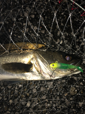 神戸湾奥春シーバス