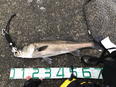 沖でシーバス！