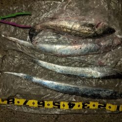 タチウオとシーバス