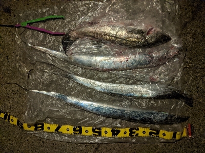 タチウオとシーバス